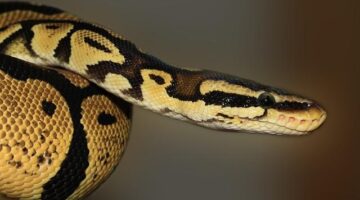 Jak udělat Python dictionary comprehensions