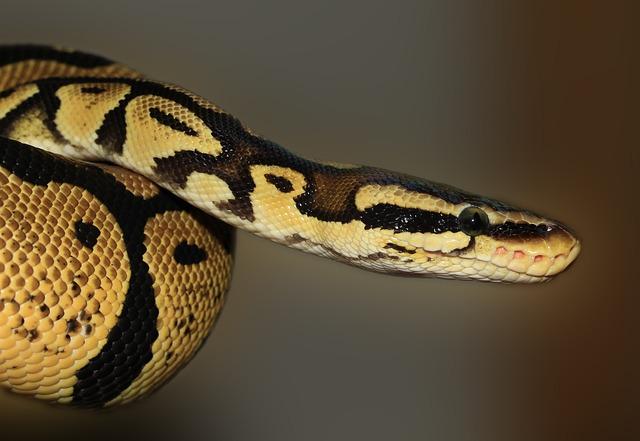 Jak udělat Python dictionary comprehensions