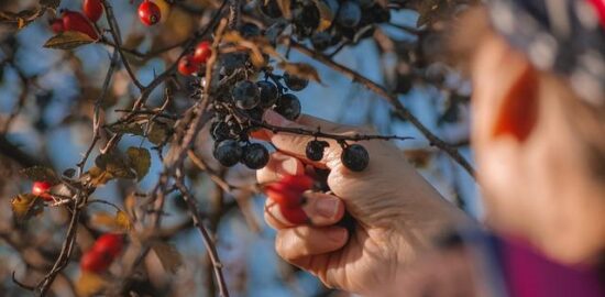 Jak vybrat správnou fedoru
