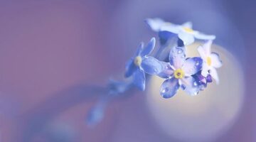 Windows ME: Informace a rady