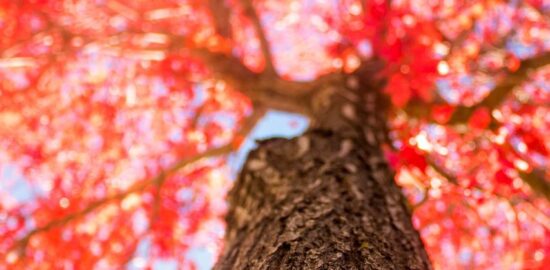 Android a jeho vliv na trh s mobilními telefony