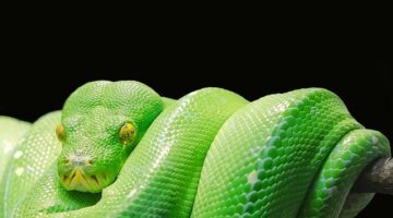 Jak udělat webscraping v Pythonu – návod