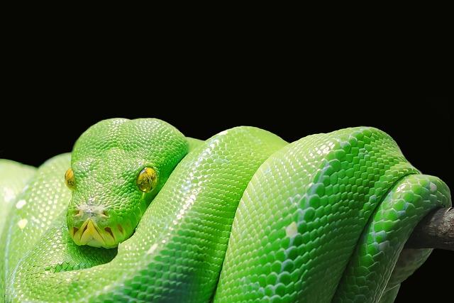 Jak udělat webscraping v Pythonu – návod