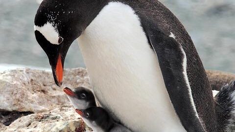 Gentoo: Návod k instalaci a správě