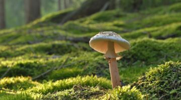 Jak funguje technologie blockchain?