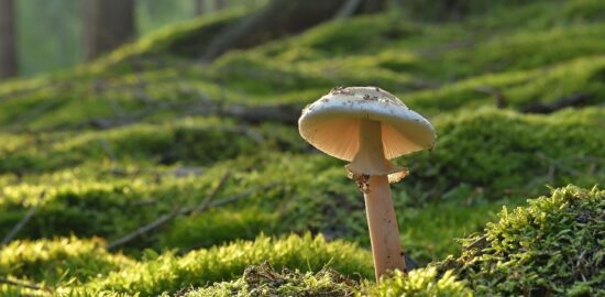 Jak funguje technologie blockchain?