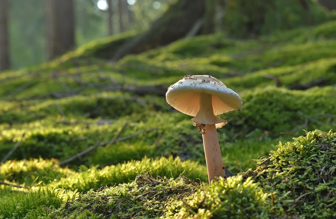 Jak funguje technologie blockchain?