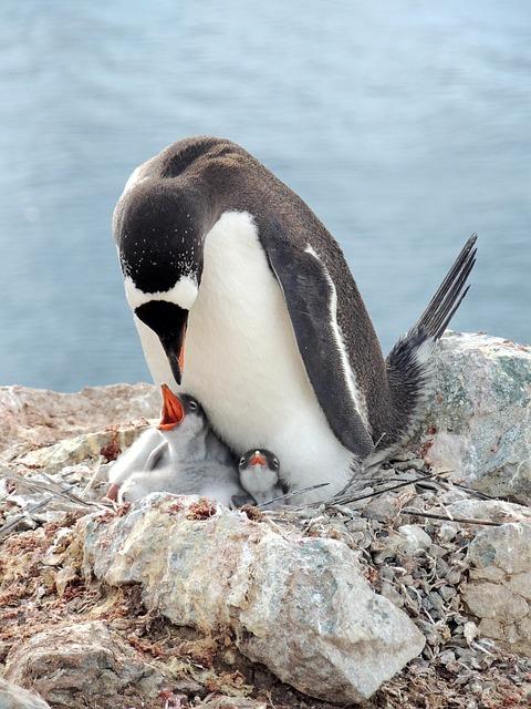 Gentoo: Návody a tipy