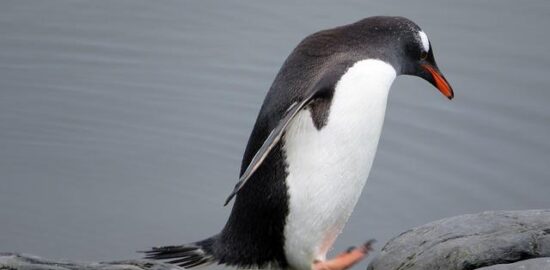 Jak začít s Gentoo: Informative guide