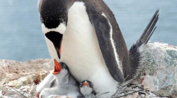 Gentoo: Informative