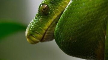 Jak udělat třídu v jazyce Python