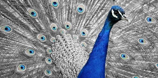 Recenze: Fedora – linuxová distribuce pro pokročilé uživatele