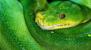 Jak udělat základy programovacího jazyka Python