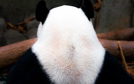 Základy kybernetiky: Informative přehled o interdisciplinárním oboru