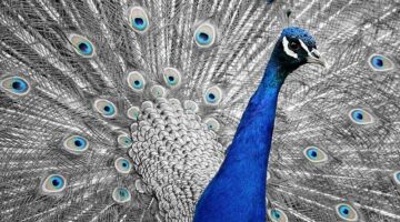 Recenze Kubuntu: Co očekávat od tohoto linuxového distribuce?