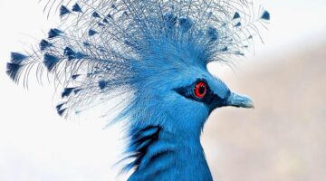 Jak získat kryptoměny?