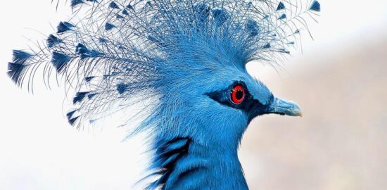 Jak získat kryptoměny?