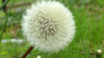 Základní informace o distribuci Slackware