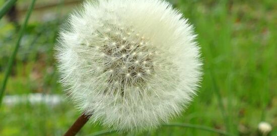 Základní informace o distribuci Slackware