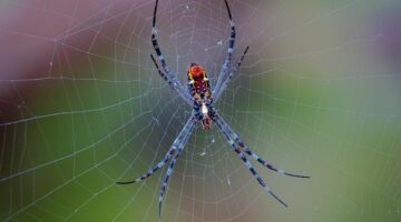 Windows NT: Hlubší pohled na jeho architekturu a vývoj