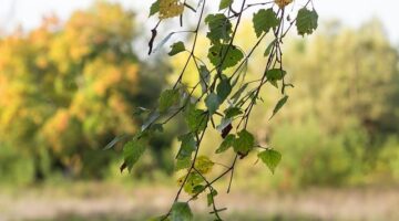 Jak se vyvíjí kybernetika?