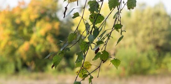 Jak se vyvíjí kybernetika?