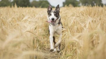 Jak spustit Windows XP na moderním počítači