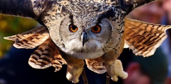 Jaké jsou perspektivy kryptoaktiv v Česku?