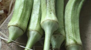 Výhody a rizika investic do digitálních měn