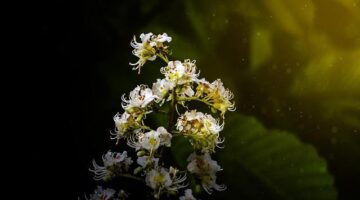 Jak začít s Visual Basic v Češtině?