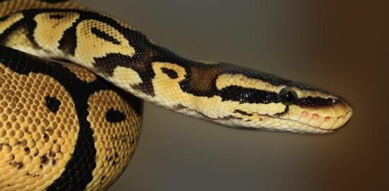 Hlubší pohled na Python: Možnosti a limity