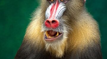 Mandriva: Informative – Neutrální informace a fakta