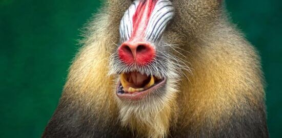 Mandriva: Informative – Neutrální informace a fakta