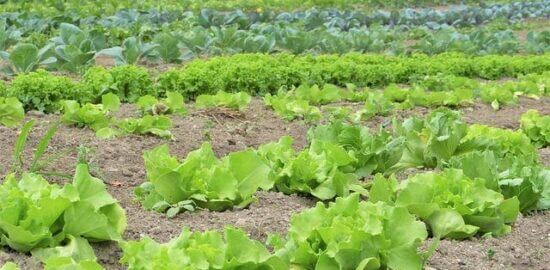 Efektivní práce s SQL: Základy optimalizace