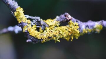 Všechno, co musíte vědět o Windows 11