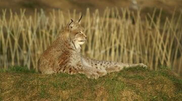 Jaké jsou hlavní rysy operačního systému Windows XP?