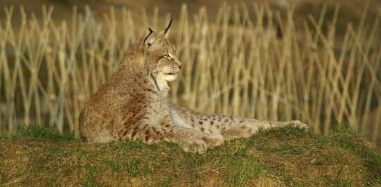 Jaké jsou hlavní rysy operačního systému Windows XP?