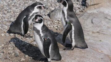 Gentoo Linux: Průvodce efektivní instalací