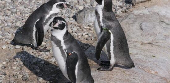 Gentoo Linux: Průvodce efektivní instalací