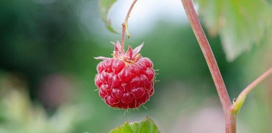 Výběr programovacího jazyka – Informative