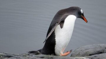 Návod na instalaci Gentoo Linux