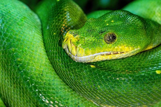 Hluboký pohled na Python: Možnosti a limity