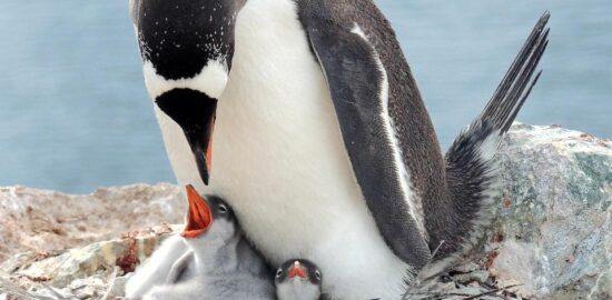Gentoo: Inspirační návod pro začátečníky